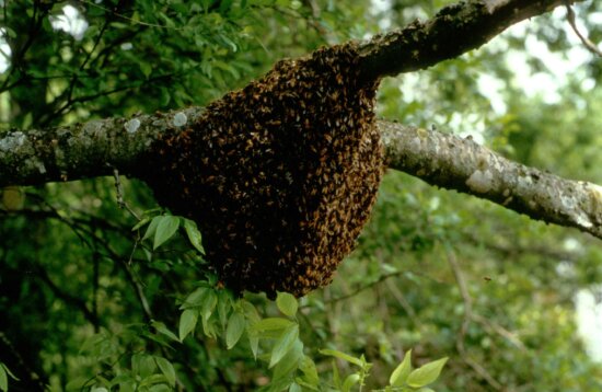 Pendant les trente dernières années, la communauté de pollinisateur s’est rabaissée dans le monde entier pour diverse causes. La plus probante est notamment, l’exposition aux pesticides et aux herbicides.