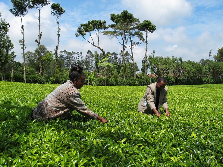 Au Kenya, la production du thé est un secteur toujours aussi florissant. En 2021, le pays a réalisé une exportation de 558 millions de kg de thé ayant une valeur de 1,2 milliards de dollars de bénéfices.