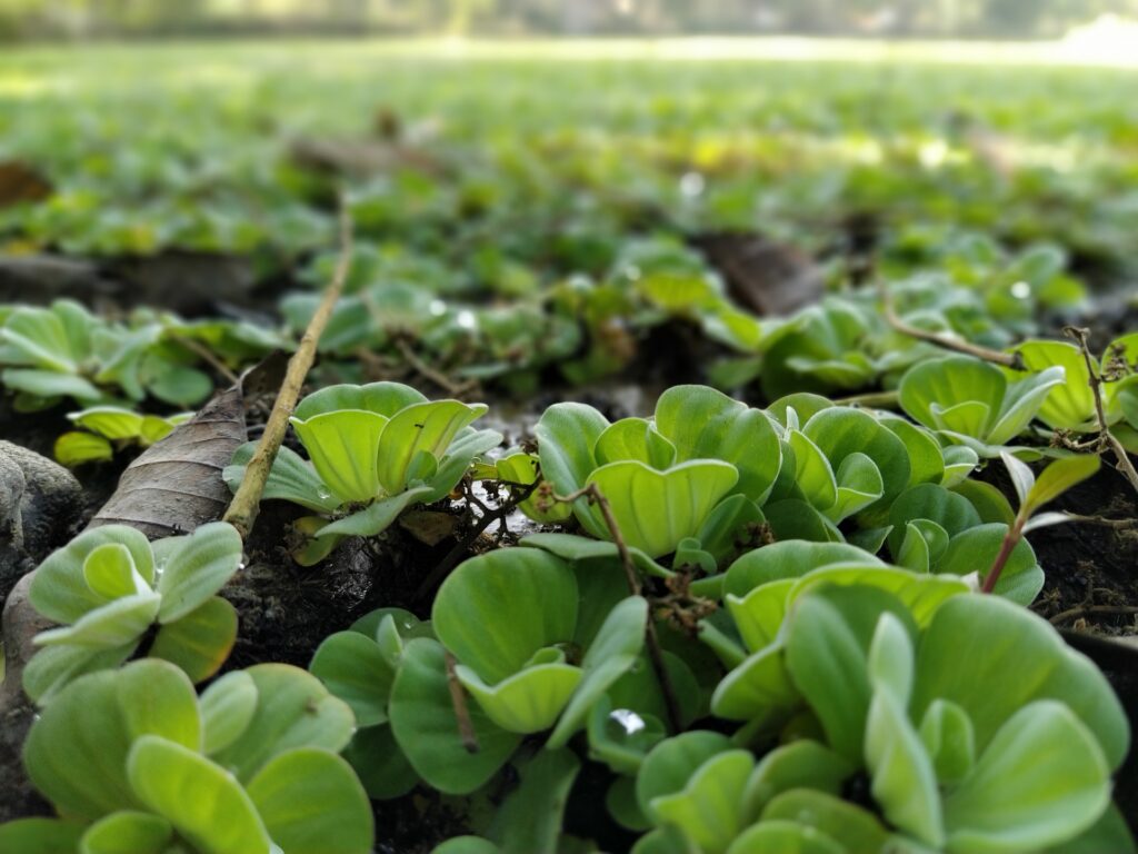 Par son aspect physique, la jacinthe d’eau est bien verte et très belle.
