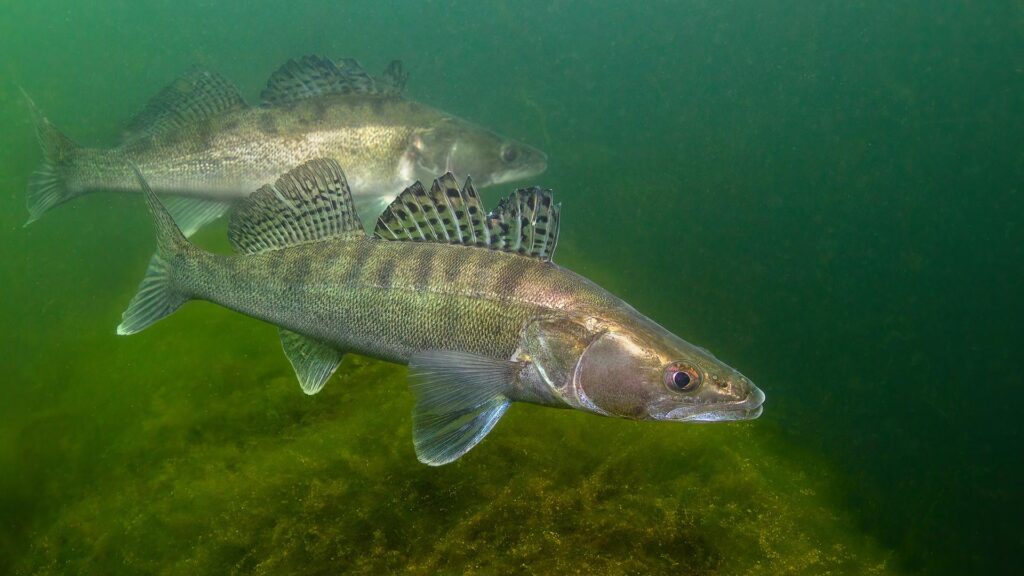 Afrique : Déclin des poissons d'eau douce menace l’écologie