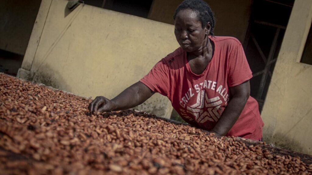 Ghana : Forte demande après une baisse du prix du cacao à la ferme 