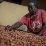 Ghana : Forte demande après une baisse du prix du cacao à la ferme 
